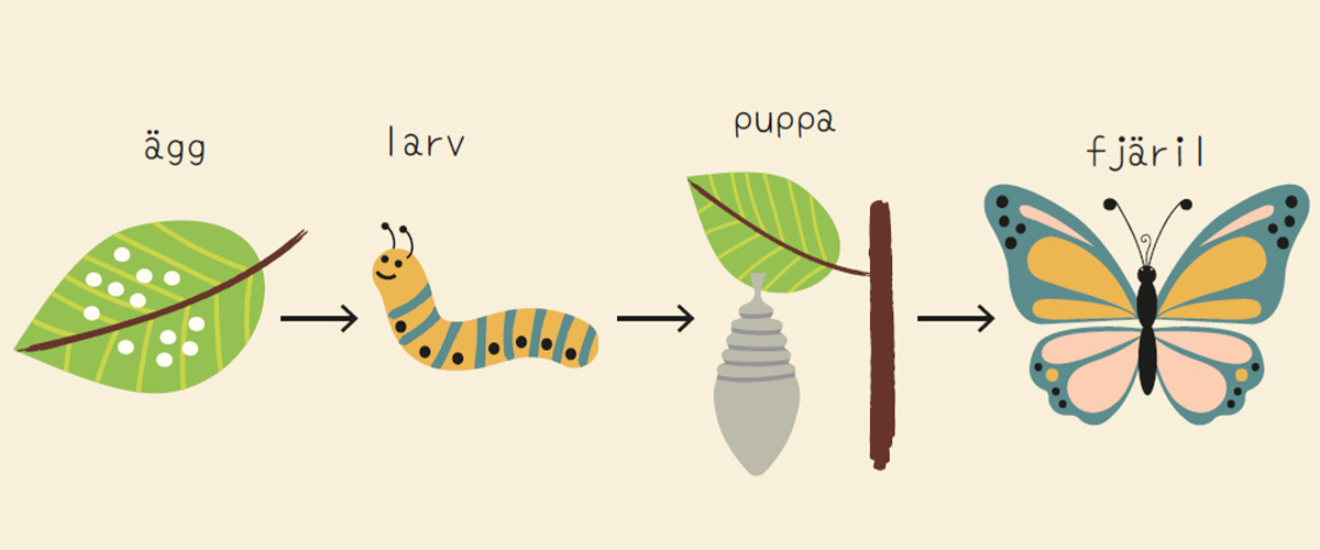 Ladda ner gratis material om fjärilens anatomi och livscykel