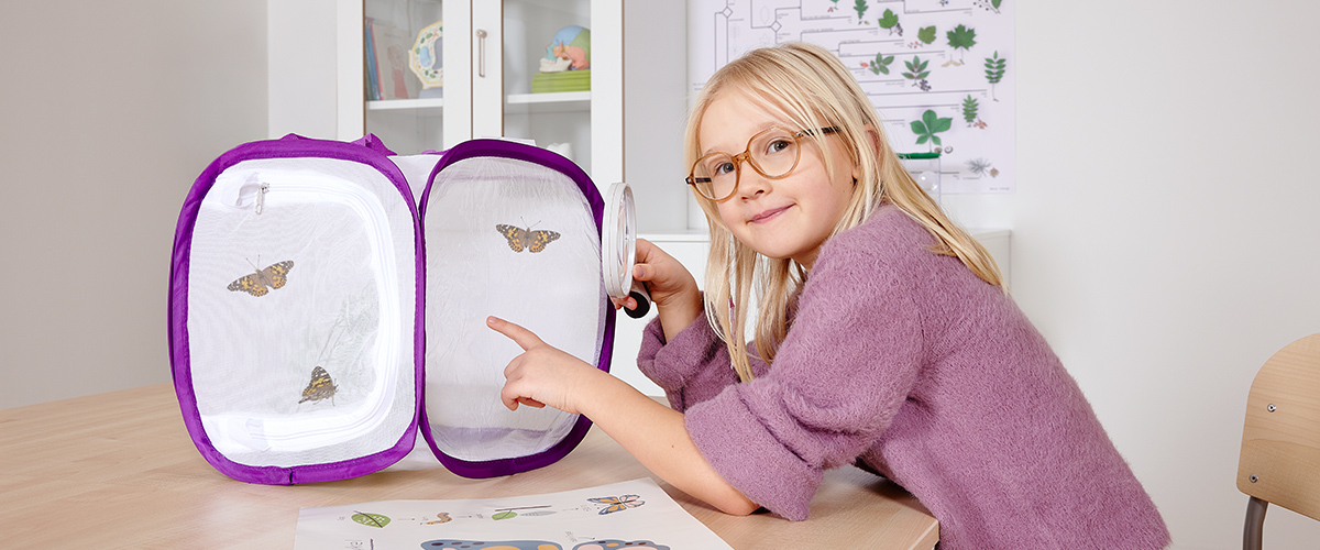 Odla fjärilslarver i skolan och förskolan